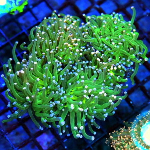 WYSIWYG 6X5 OUTRAGEOUS COLOR!! ULTRA ULTRA GRADE "CAREBEAR TORCH" THIS IS DEFINATELY MUST PURCHASE COLLECTOR live coral for sale - Extreme Corals