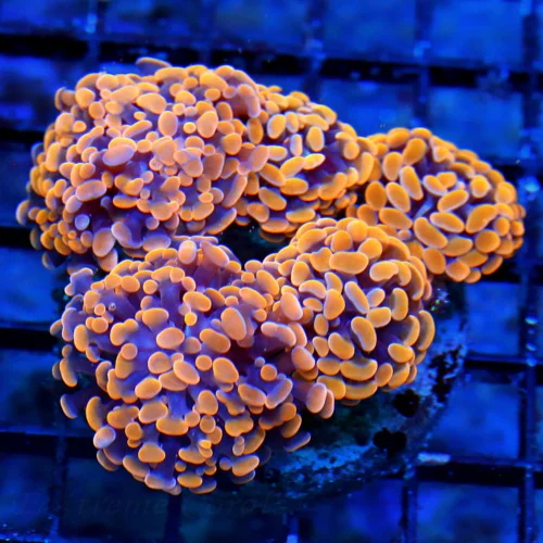 WYSIWYG 5X4 OUT OF THIS UNIVERSE SUPER USPER BLUE PURPLE TENTACLED ULTRA NEON ORANGE BRANCHING HAMMER live coral for sale - Extreme Corals