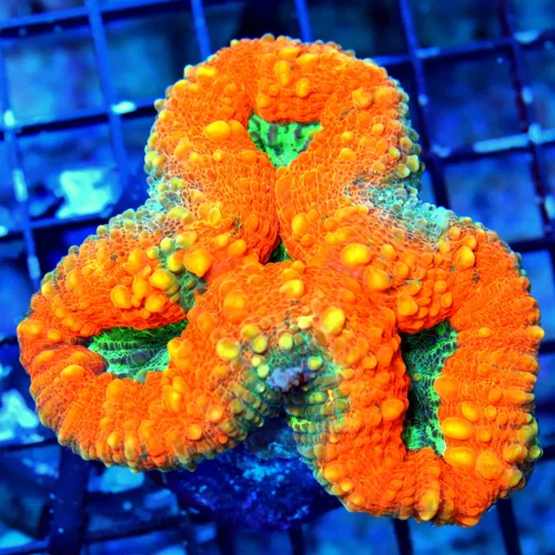 WYSIWYG 4.5X4.5 ULTRA ULTRA NEON ORANGE MULTICOLORED SUPER GREEN ULTRA AUSSIE LOBOPHYLLIA live coral for sale - Extreme Corals