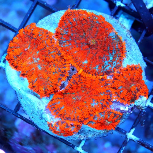 WYSIWYG 4X4 HANDPICKED FROM HUNDREDS VERY VERY SPECIAL COLOR AWESOME PRICE!! MUST PURCHASE RHODACTIS COLONY! live coral for sale - Extreme Corals