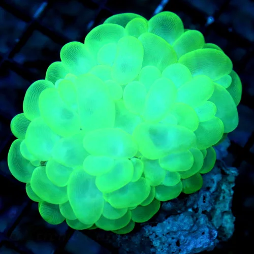 WYSIWYG 4.5X4 OUTSTANDING COLOR!! SUPER LIME GREEN  SUPER COLORED XL INDO BUBBLE CORAL live coral for sale - Extreme Corals