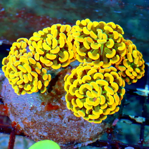 WYSIWYG 5.5X4.5 BRANCHING HAMMER-COLLECTOR ITEM COLOR-ABSOLUTELY INSANE GLOWING HOME DEPOT ORANGE HAMMER live coral for sale - Extreme Corals