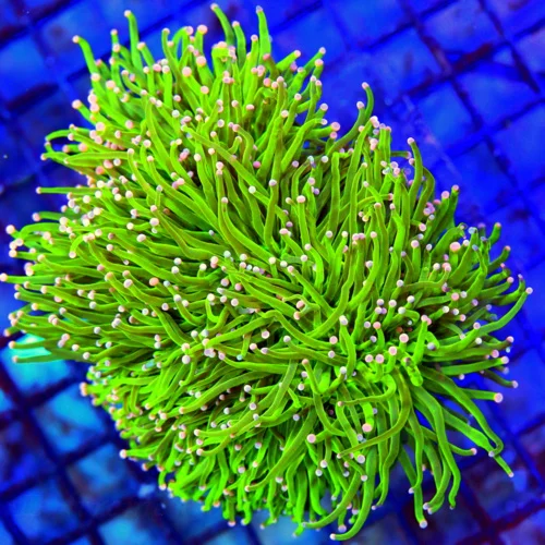 WYSIWYG 6X5 GIANT XXL CENTERPIECE COTTON CANDY ULTRA GRADE INDO TORCH WOW IS ALL I CAN SAY! live coral for sale - Extreme Corals