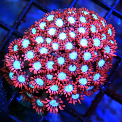 WYSIWYG 3" SUPER SUPER NEON RED WHITE ALIEN EYED ULTRA COLORED RED AUSSIE GONIOPORA-AWESOME live coral for sale - Extreme Corals
