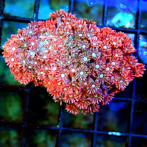WYSIWYG 3.5" SUPER SUPER NEON RED BLUE SUPERMAN WHITE ALIEN EYED ULTRA COLORED RED AUSSIE GONIOPORA-AWESOME live coral for sale - Extreme Corals