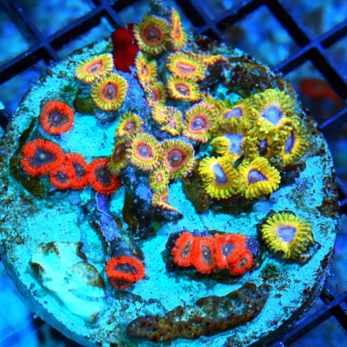 WYSIWYG 4x4 SCOTT'S HANDPICKED COLLECTOR ITEM BOOK QUALITY VERY VERY RARE PALYTHOAS!!!! live coral for sale - Extreme Corals