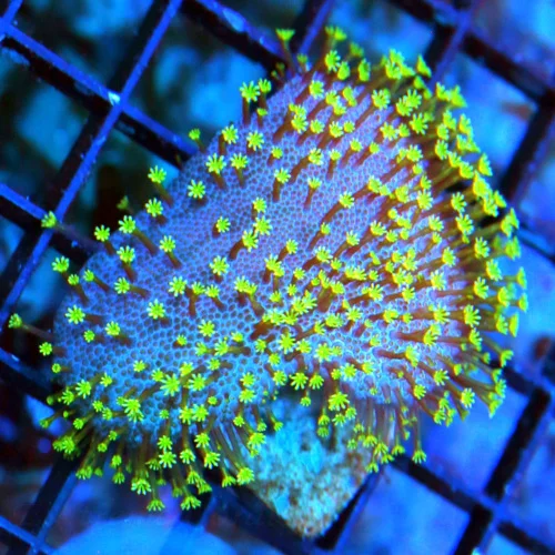 WYSIWYG 4" VERY VERY HARD TO GET PURPLE BASED LONG TENTACLED WEEPING WILLOW TOADSTOOL LEATHER live coral for sale - Extreme Corals