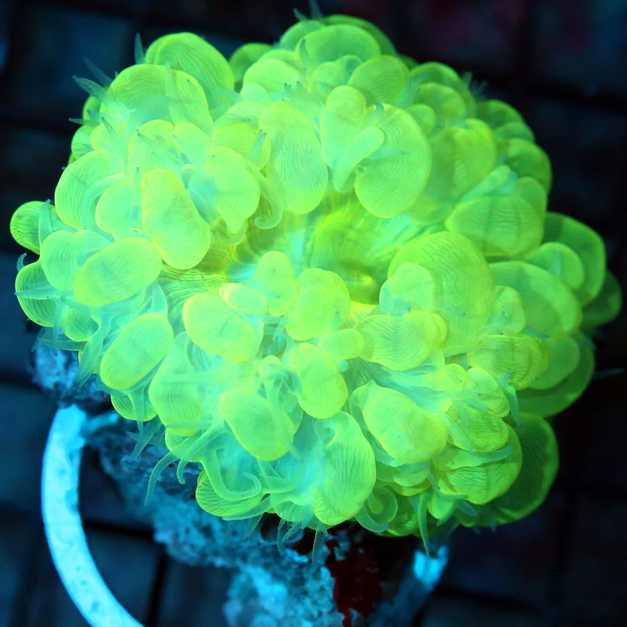 WYSIWYG 4x4 LARGE OUTSTANDING COLOR!! SUPER LEMONLIME GREEN AND YELLOW SUPER COLORED LARGE INDO BUBBLE CORAL live coral for sale - Extreme Corals