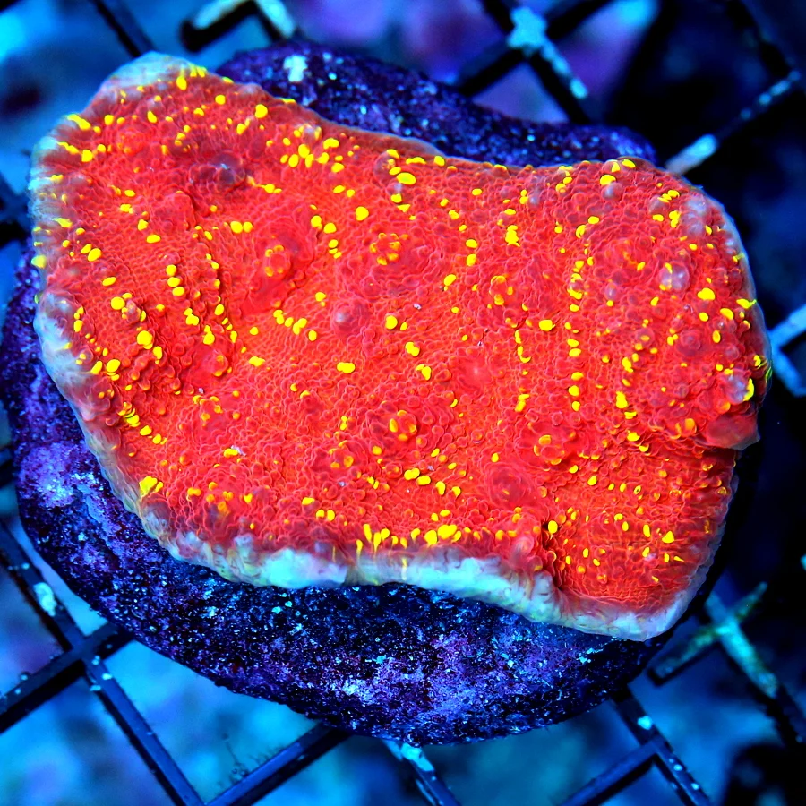 WYSIWYG 3" EXTREME CORALS MINI COLONY ECHINOPHYLLIA CHALICE live coral for sale - Extreme Corals