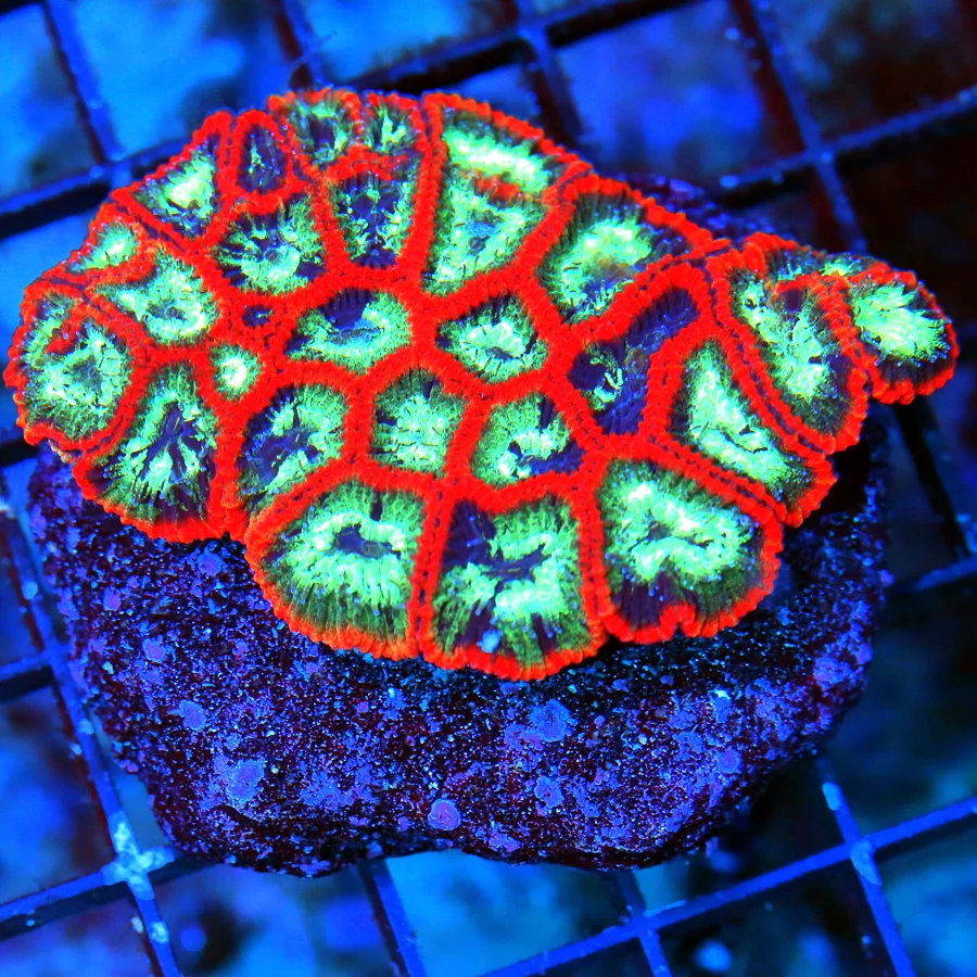WYSIWYG 3" EXTREME CORALS MINI COLONY ULTRA FAVITES live coral for sale - Extreme Corals