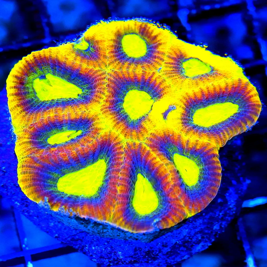 WYSIWYG 3" EXTREME CORALS MINI COLONY ULTRA DRAGON SOUL FAVIA live coral for sale - Extreme Corals