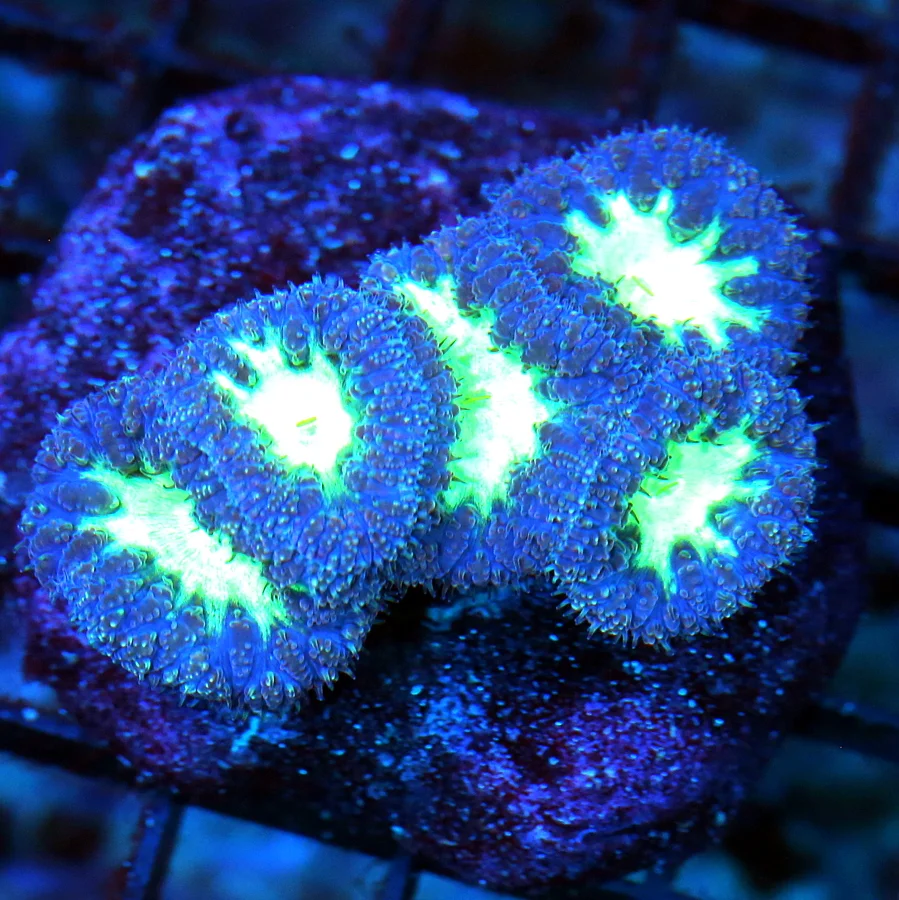 WYSIWYG 3" EXTREME CORALS MINI COLONY PURPLE SEAFOAM GREEN BLASTOMUSSA live coral for sale - Extreme Corals