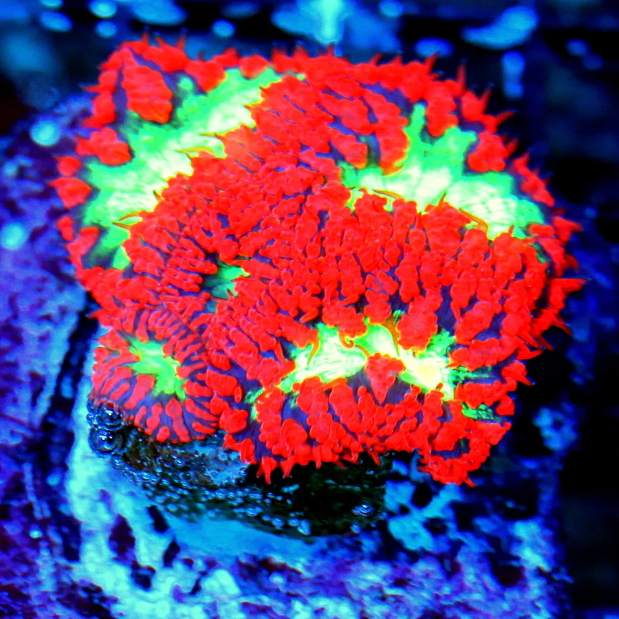 WYSIWYG EXTREME CORALS MINI COLONY ULTRA RED YELLOW EYED BLASTOMUSSA live coral for sale - Extreme Corals