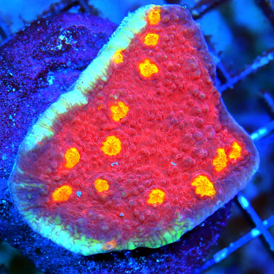 WYSIWYG 2.5" EXTREME CORALS MINI COLONY ECHINOPHYLLIA CHALICE live coral for sale - Extreme Corals