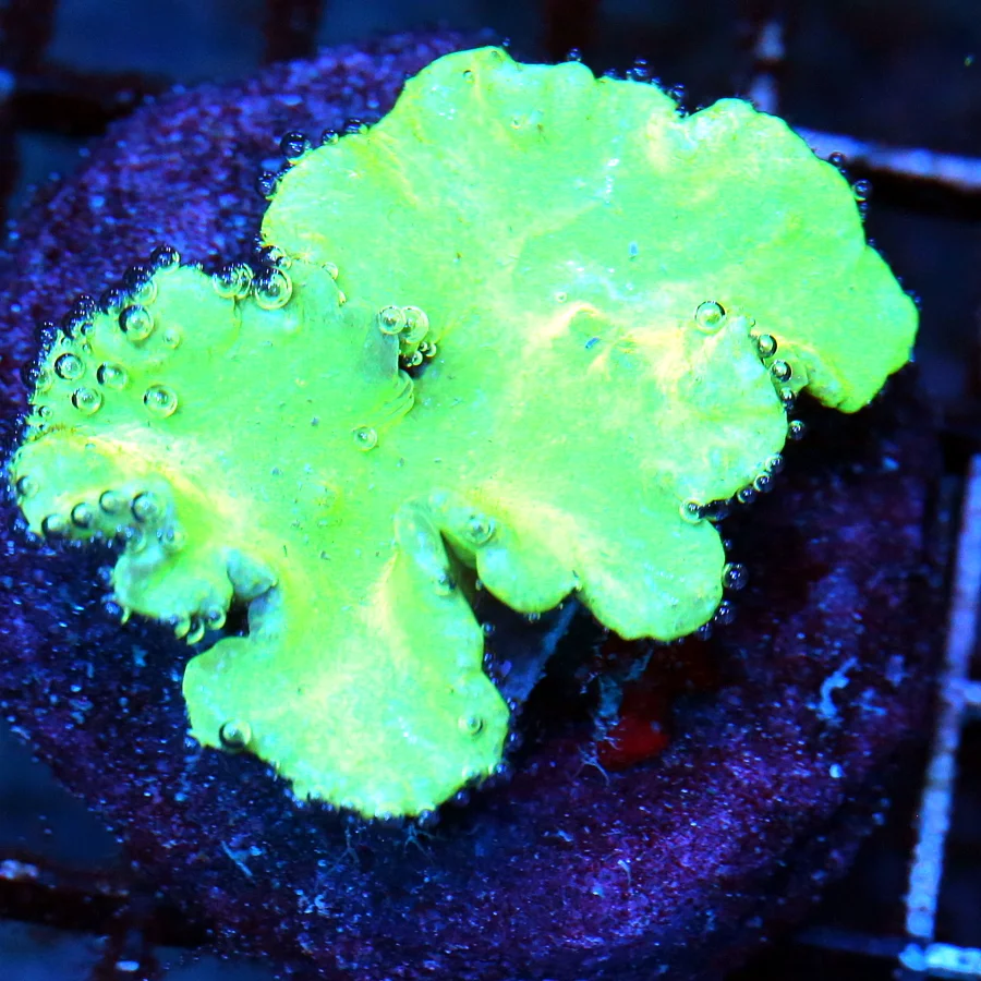 WYSIWYG 3" EXTREME CORALS MINI COLONY SUPER GREEN CABBAGE LEATHER live coral for sale - Extreme Corals
