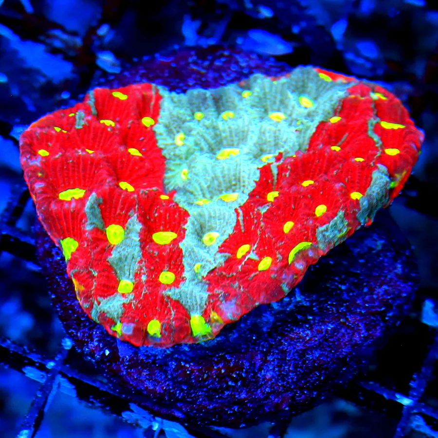 WYSIWYG 3.5" EXTREME CORALS MINI COLONY ULTRA WAR CORAL FAVITES live coral for sale - Extreme Corals