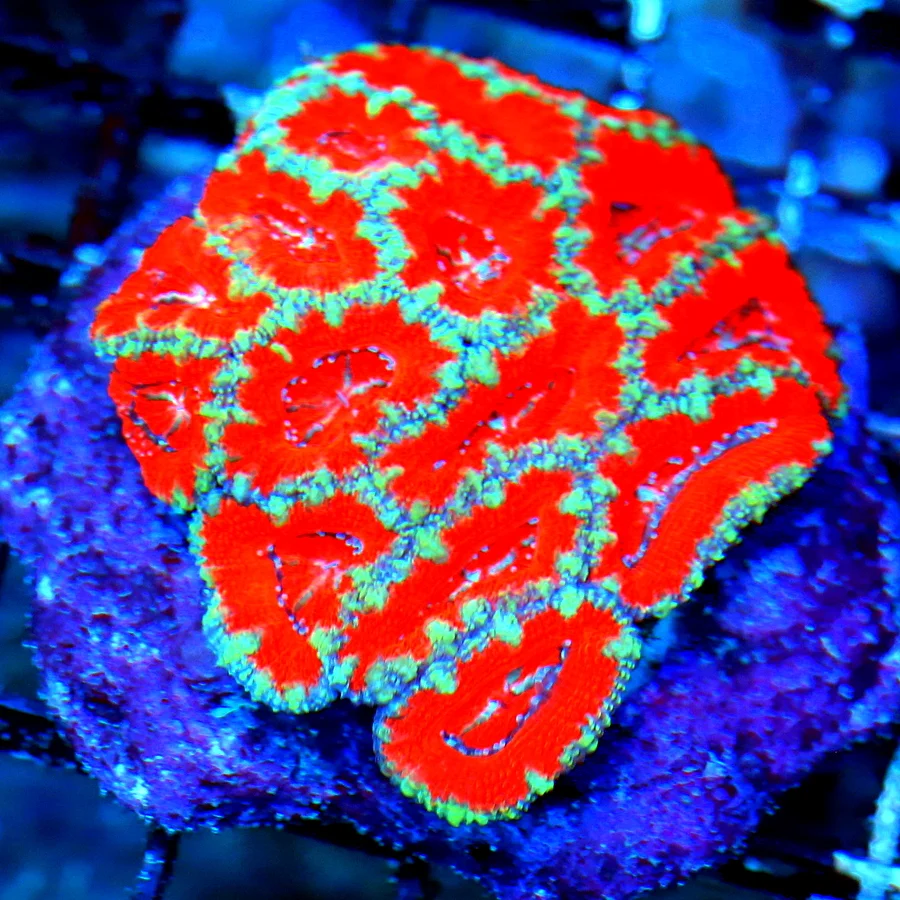WYSIWYG 3" EXTREME CORALS MINI COLONY SUPERMAN AUSSIE ACANTHASTREA LORDHOWENESIS live coral for sale - Extreme Corals