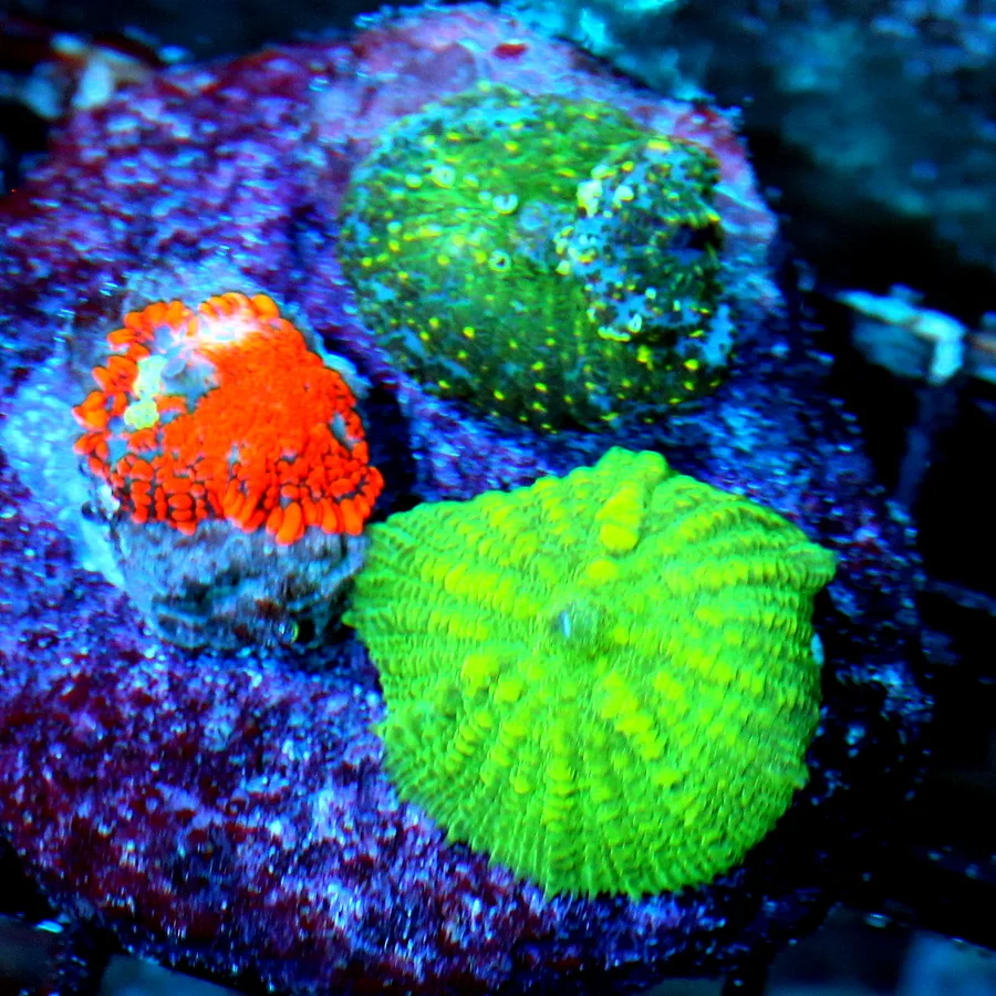 WYSIWYG 3" EXTREME CORALS MINI COLONY ULTRA COMBO RHODACTIS MUSHROOM COLONY live coral for sale - Extreme Corals