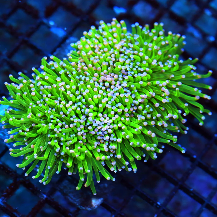 WYSIWYG 5.5X4.5  OUTRAGEOUS COLOR!! ULTRA ULTRA GRADE "CAREBEAR TORCH" THIS IS DEFINATELY MUST PURCHASE COLL live coral for sale - Extreme Corals