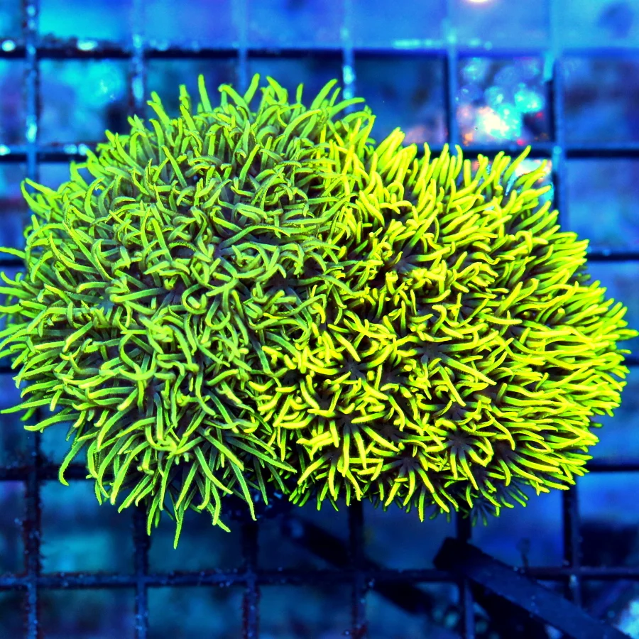 WYSIWYG 4X3  EXTREME CORALS MINI COLONY ULTRA COMBO COMBO GREEN STAR POLYPS AND METALLIC GREEN STAR live coral for sale - Extreme Corals