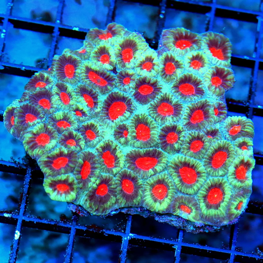 WYSIWYG 3.5" EXTREME CORALS MINI COLONY ULTRA RED EYED FAVIA live coral for sale - Extreme Corals