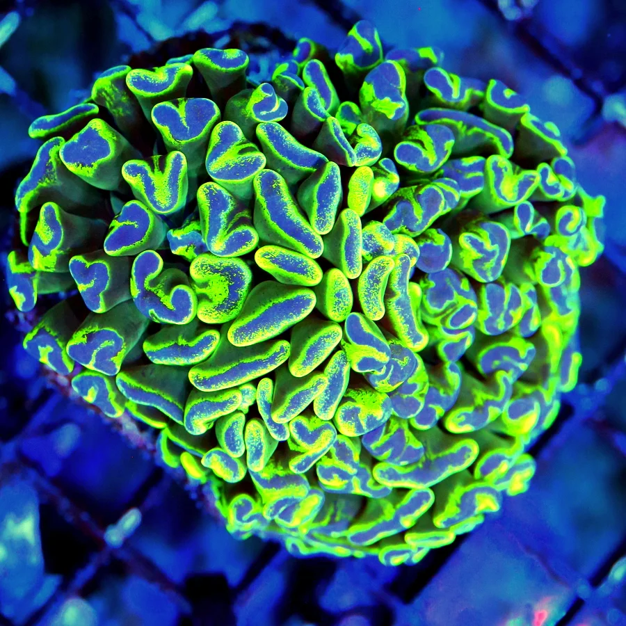 WYSIWYG 3.5" EXTREME CORALS MINI COLONY ULTRA HIGHLIGHTER YELLOW BLUE PAINTED BRANCHING HAMMER live coral for sale - Extreme Corals