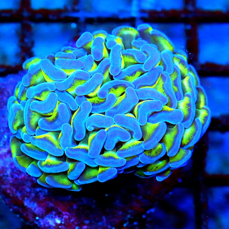 WYSIWYG 3.5" EXTREME CORALS MINI COLONY SUPER BLUE TIPPED ULTRA TOXIC GREEN BRANCHING HAMMER live coral for sale - Extreme Corals