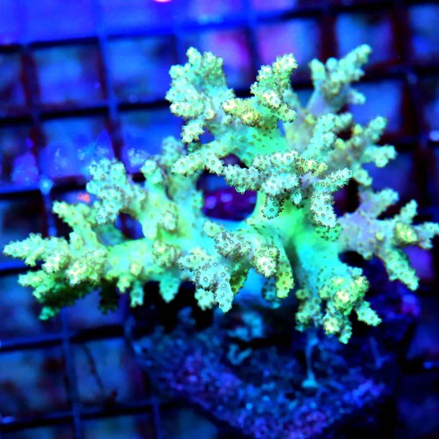 WYSIWYG 3.5" EXTREME CORALS MINI COLONY LIME GREEN SINULARIA LEATHER live coral for sale - Extreme Corals