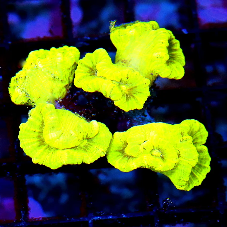 WYSIWYG 3.5" EXTREME CORALS MINI COLONY NEON HIGHLIGHTER YELLOW KRYPTONITE CANDY CANE live coral for sale - Extreme Corals