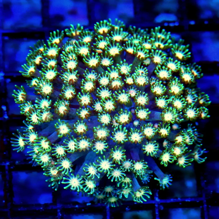 WYSIWYG 3.5" ULTRA ORANGE JEWELED EYED VERY VERY RARE COLORED GREEN ALVEOPORA-SPECTACULAR!! live coral for sale - Extreme Corals