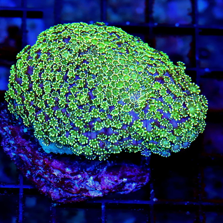 WYSIWYG 3.5" EXTREME CORALS MINI COLONY ULTRA NEON GREEN ALIEN EYED GONIOPOA live coral for sale - Extreme Corals
