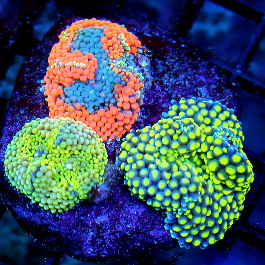 WYSIWYG 3" 3" EXTREME CORALS MINI COLONY ULTRA COMBO RICORDIA MUSHROOM COLONY live coral for sale - Extreme Corals
