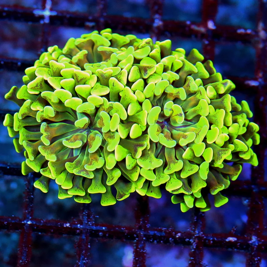 WYSIWYG 3.5' 3" EXTREME CORALS MINI COLONY ULTRA GLOWING NEON YELLOW BRANCHING HAMMER live coral for sale - Extreme Corals