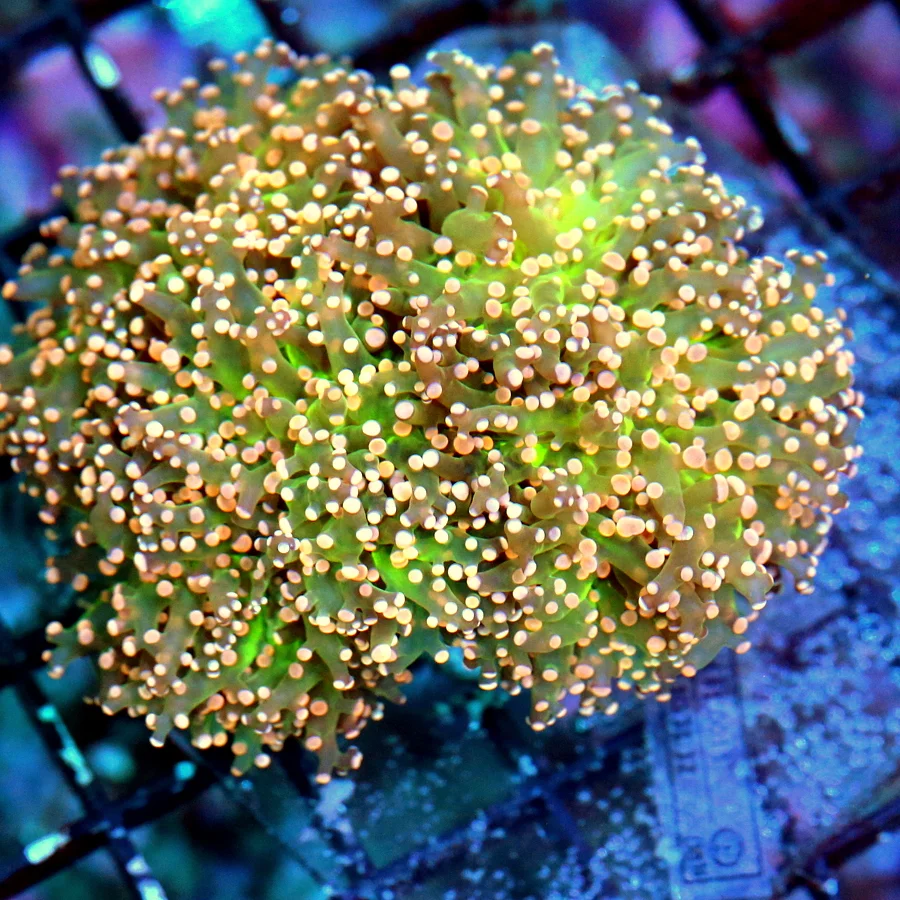 WYSIWYG 4X4 3" EXTREME CORALS MINI COLONY ULTRA ULTRA ORANGE TIPPED NEON GREEN OCTOSPAWN COLONY live coral for sale - Extreme Corals