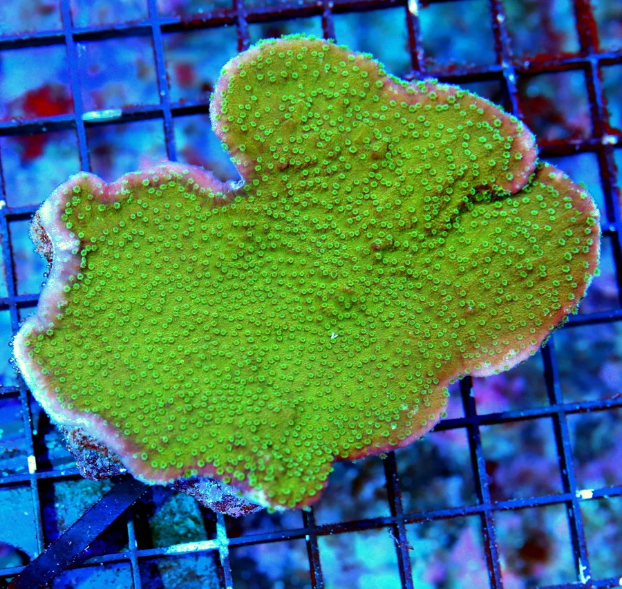 WYSIWYG 4.5X4" EXTREME CORALS MINI COLONY ULTRA COMBO MONTIPORA CAPRICORNIS live coral for sale - Extreme Corals