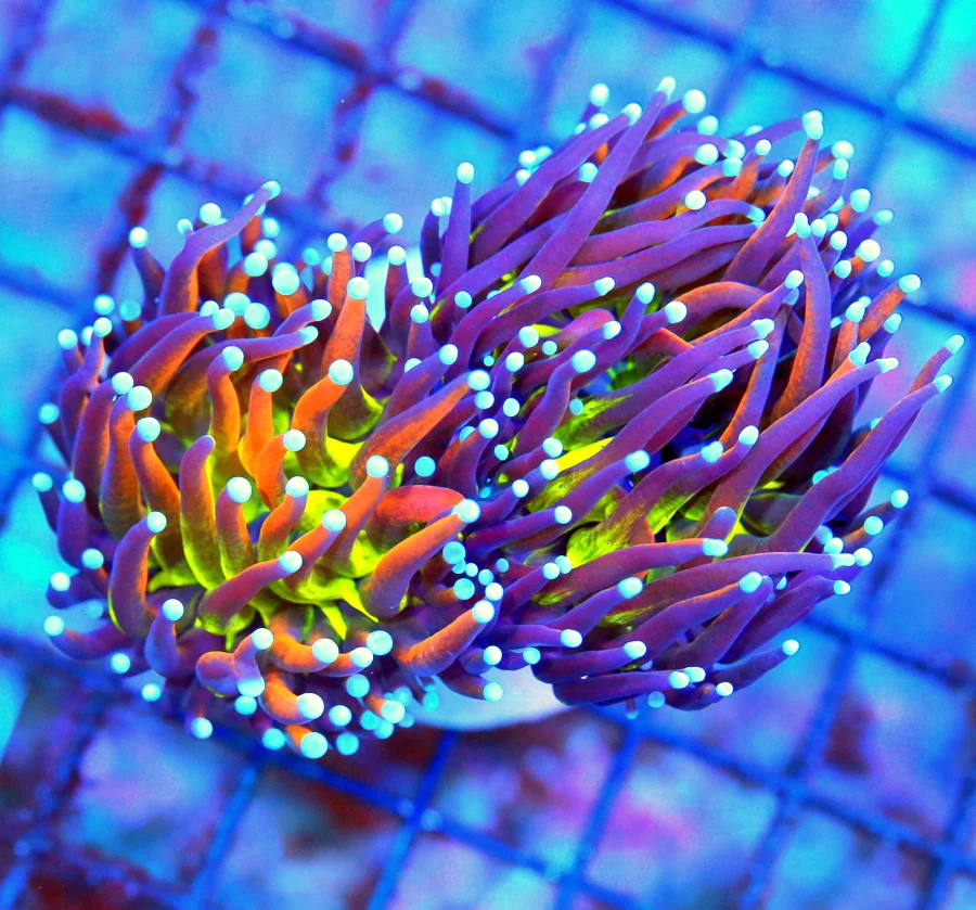 WYSIWYG 4.5X3.5 XL DOUBLE HEADED "JOKER INDO TORCH" THIS IS A SERIOUS COLLECTOR ITEM!! I GAURANTEE THIS WILL live coral for sale - Extreme Corals