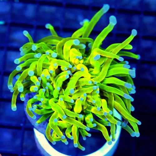 4x4 TORCH CORAL - COLOR AS BRIGHT AS YOU'LL EVER SEE HOLY GRAIL TORCH CORAL