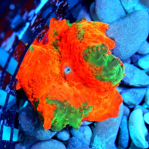 JAWBREAKER MUSHROOMS - COLLECTOR'S PIECE! - ONLY GET A FEW OF THESE EVERY COUPLE OF YEARS