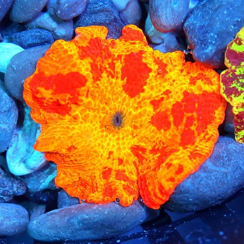 JAWBREAKER MUSHROOMS - COLLECTOR'S PIECE! - ONLY GET A FEW OF THESE EVERY COUPLE OF YEARS