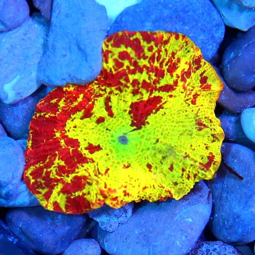 JAWBREAKER MUSHROOMS - COLLECTOR'S PIECE! - ONLY GET A FEW OF THESE EVERY COUPLE OF YEARS