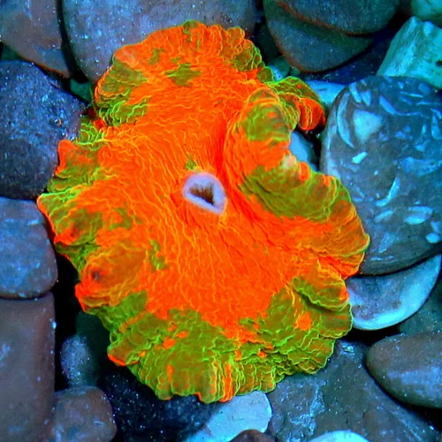 JAWBREAKER MUSHROOMS - COLLECTOR'S PIECE! - ONLY GET A FEW OF THESE EVERY COUPLE OF YEARS