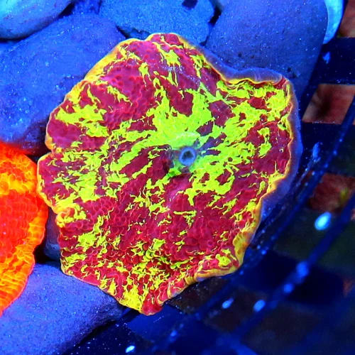 JAWBREAKER MUSHROOMS - COLLECTOR'S PIECE! - ONLY GET A FEW OF THESE EVERY COUPLE OF YEARS