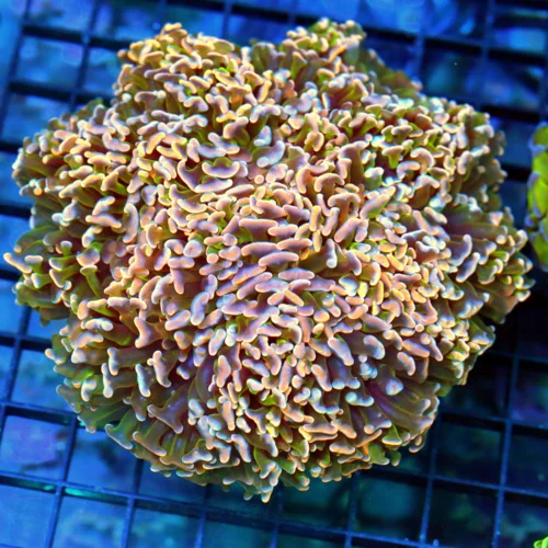 5.5x5.5 XL HAMMER CORAL - ULTRA MULTICOLORED ORANGE PINK AND GOLD HAMMER CORAL