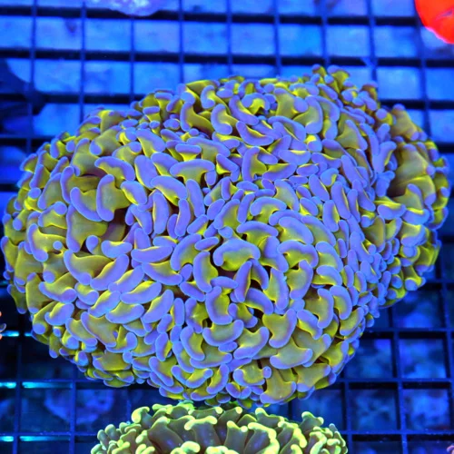 6.5x5.5 XL HAMMER CORAL - ULTRA COLORED TOXIC GREEN BLUE TIPPED HAMMER CORAL