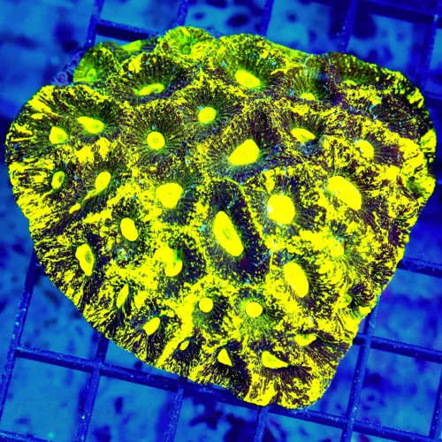 4x4 FAVIA CORAL - SUPER NEON PREDATOR'S BLOOD YELLOW FAVIA CORAL
