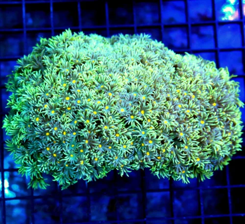 6x5 GONIOPORA CORAL - BEAUTIFUL BLUE AND GREEN COMBO YELLOW EYED GONIOPORA CORAL