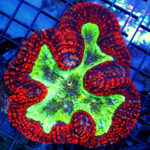 5.5x5 LOBOPHYLLIA CORAL - AWESOME ULTRA COLORED RED NLUE EYED LOBOPHYLLIA