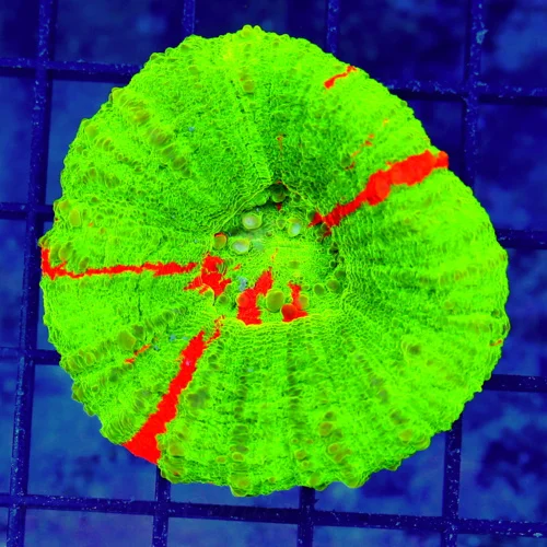 3" SCOLYMIA CORAL - ULTRA COLORED "BLEEDING APPLE" SCOLYMIA - GREAT SIZE, SHAPE, AND COLOR