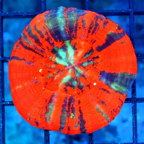 3" SCOLYMIA CORAL - ULTRA COLORED WAR CORAL SCOLYMIA - GREAT SIZE, SHAPE, AND COLOR