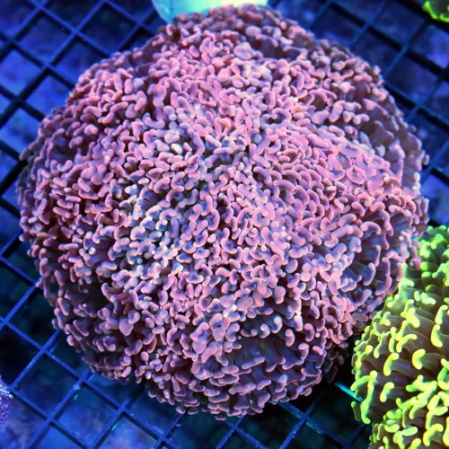 7x7 XXL HAMMER CORAL - OUTSTANDING SUPER PEACH PINK AND BLUE ULTRA COLORED HAMMER CORAL